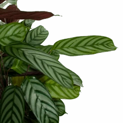 Uitgelichte producten -Pokon Winkel calathea oppenheimiana pauwenplant p21 h105 5 1