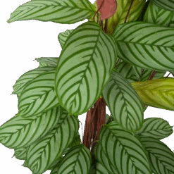 Uitgelichte producten -Pokon Winkel calathea oppenheimiana schaduwplant p27 h130 5