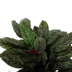 Uitgelichte producten -Pokon Winkel calathea ornata livingplant p27 h80 5 3