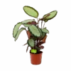 Calathea Picturata - Livingplant - P17 H65 - Kamerplant -Pokon Winkel calathea picturata livingplant p17 h65 1