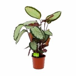 Calathea Picturata - Livingplant - P17 H65 - Kamerplant