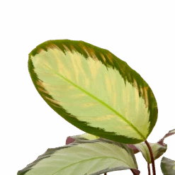 Voorkant -Pokon Winkel calathea picturata livingplant p17 h65 5