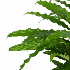 Calathea Rufibarba Bluegrass - Pauwenplant - P17 H65 - Kamerplant -Pokon Winkel calathea rufibarba bluegrass pauwenplant p17 h65 5