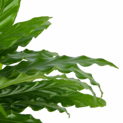 Calathea Rufibarba Bluegrass - Pauwenplant - P17 H65 - Kamerplant -Pokon Winkel calathea rufibarba bluegrass pauwenplant p17 h65 6