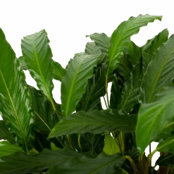 Calathea Rufibarba Bluegrass - Schaduwplant - P21 H85 - Kamerplant -Pokon Winkel calathea rufibarba bluegrass schaduwplant p21 h85 5