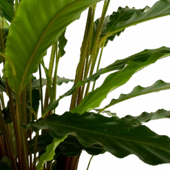 Calathea Rufibarba Bluegrass - Schaduwplant - P21 H85 - Kamerplant -Pokon Winkel calathea rufibarba bluegrass schaduwplant p21 h85 6