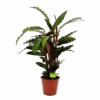 Calathea Rufibarba Wavestar - Pauwenplant - P19 H75 - Kamerplant -Pokon Winkel calathea rufibarba wavestar pauwenplant p19 h75 4