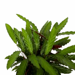 Calathea Rufibarba Wavestar - Pauwenplant - P27 H90 - Kamerplant -Pokon Winkel calathea rufibarba wavestar pauwenplant p27 h90 5 1