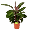 Calathea Warcewiczii - Livingplant - P19 H75 - Kamerplant -Pokon Winkel calathea warcewiczii livingplant p19 h75 1 1