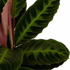 Uitgelichte producten -Pokon Winkel calathea warcewiczii livingplant p19 h75 5 1