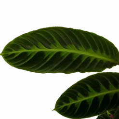 Calathea Warcewiczii - Livingplant - P19 H75 - Kamerplant -Pokon Winkel calathea warcewiczii livingplant p19 h75 6