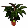 Calathea Warcewiczii - Livingplant - P21 H90 - Kamerplant -Pokon Winkel calathea warcewiczii livingplant p21 h90 1