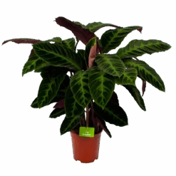 Calathea Warcewiczii - Livingplant - P21 H90 - Kamerplant
