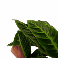 Uitgelichte producten -Pokon Winkel calathea warcewiczii livingplant p21 h90 2