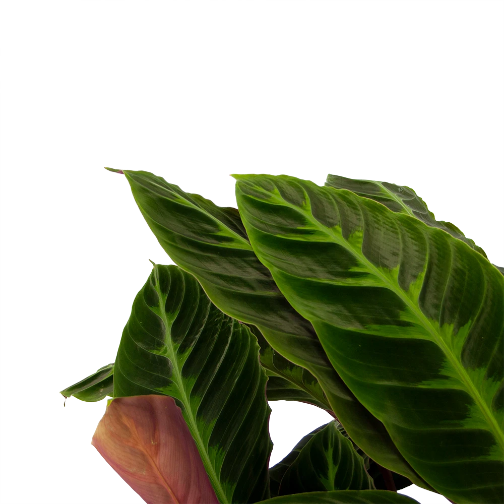 Calathea Warcewiczii - Livingplant - P21 H90 - Kamerplant 4 Calathea Warcewiczii - Livingplant - P21 H90 - Kamerplant - Afbeelding 2