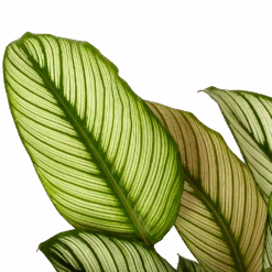 Uitgelichte producten -Pokon Winkel calathea whitestar schaduwplant p19 h75 5 1