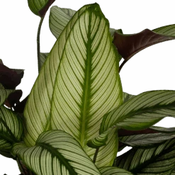 Uitgelichte producten -Pokon Winkel calathea whitestar schaduwplant p32 h80 5