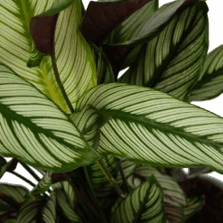 Calathea Whitestar - Schaduwplant - P32 H80 - Kamerplant -Pokon Winkel calathea whitestar schaduwplant p32 h80 6