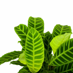 Uitgelichte producten -Pokon Winkel calathea zebrina livingplant p19 h65 5 1