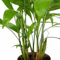 Chamaedorea Seifrizii - Bergpalm - P24 H100 - Kamerplant -Pokon Winkel chamaedorea seifrizii bergpalm p24 h100 6