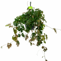 Cissus Rhombifolia - Kamerwijnstok - In Hangpot - P20 H40 - Kamerplant