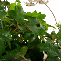 Voorkant -Pokon Winkel cissus rhombifolia kamerwijnstok hangpot p20 5