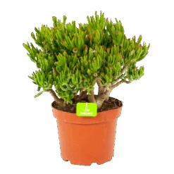 Crassula Ovata Gollum - P23 H50 - Kamerplant
