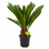 Cycas Revoluta - Vredespalm - P17 H60 - Kamerplant -Pokon Winkel cycas revoluta vredespalm p17 h60 4