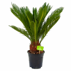 Cycas Revoluta - Vredespalm - P17 H60 - Kamerplant