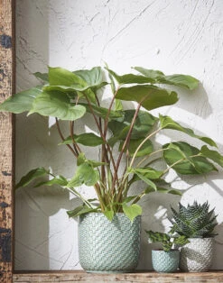 Bloempot Daan - D17 X H16cm - Groen -Pokon Winkel daan pot rond groen h16xd17cm bloempot 6 13