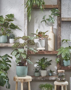 Bloempot Daan - D17 X H16cm - Wit -Pokon Winkel daan pot rond wit h16xd17cm bloempot 7 7