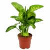Dieffenbachia Seguine 'Reeva' - P24 H90 - Kamerplant 1 Dieffenbachia Seguine 'Reeva' - P24 H90 - Kamerplant -Pokon Winkel dieffenbachia seguine reeva p24 h90 1 1