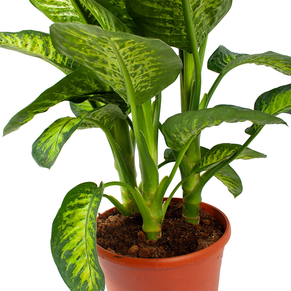 Dieffenbacia Seguine Lemon Tropic - P35 H120 - Kamerplant 4 Dieffenbacia Seguine Lemon Tropic - P35 H120 - Kamerplant - Afbeelding 2
