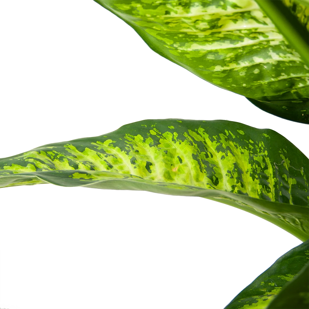 Dieffenbacia Seguine Lemon Tropic - P35 H120 - Kamerplant 5 Dieffenbacia Seguine Lemon Tropic - P35 H120 - Kamerplant - Afbeelding 3