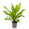 Dracaena Charley - Drakenbloedboom - P24 H95 - Kamerplant 2 Dracaena Charley - Drakenbloedboom - P24 H95 - Kamerplant -Pokon Winkel dracaena charley drakenbloedboom p24 h95 1