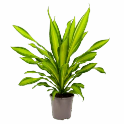 Dracaena Charley - Drakenbloedboom - P24 H95 - Kamerplant