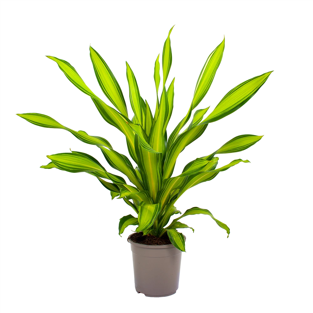 Dracaena Charley - Drakenbloedboom - P24 H95 - Kamerplant 4 Dracaena Charley - Drakenbloedboom - P24 H95 - Kamerplant - Afbeelding 2