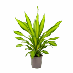 Dracaena Charley - Drakenbloedboom - P24 H95 - Kamerplant 10 Dracaena Charley - Drakenbloedboom - P24 H95 - Kamerplant -Pokon Winkel dracaena charley drakenbloedboom p24 h95 3