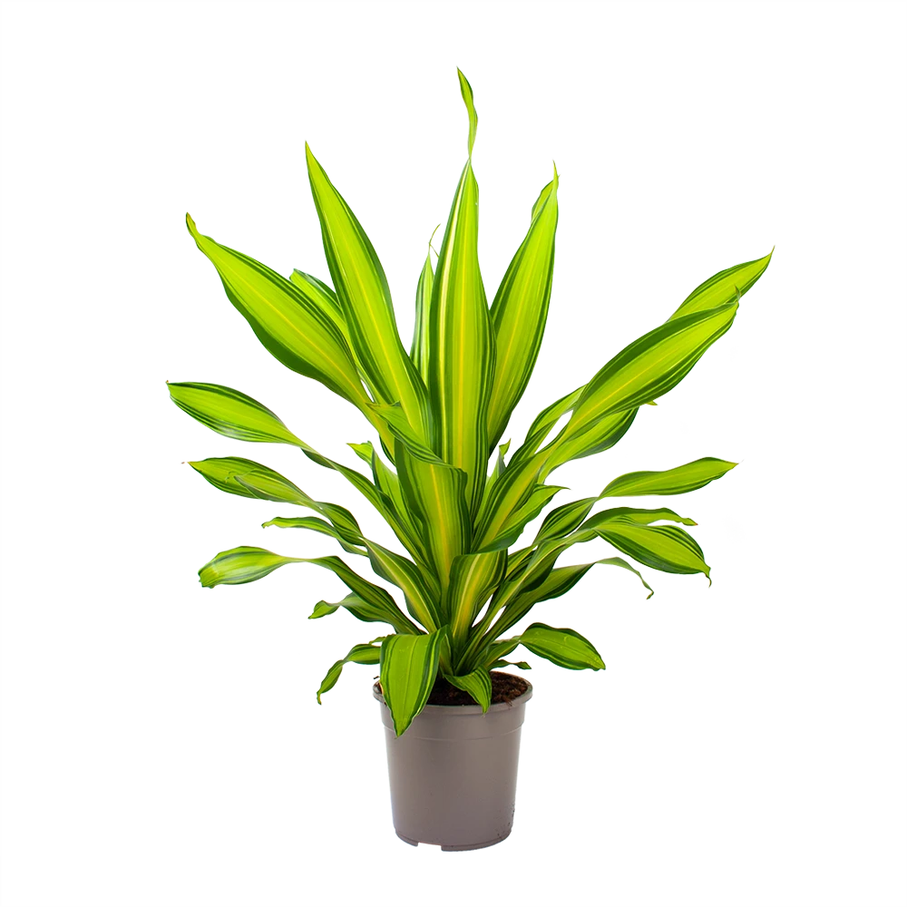 Dracaena Charley - Drakenbloedboom - P24 H95 - Kamerplant 5 Dracaena Charley - Drakenbloedboom - P24 H95 - Kamerplant - Afbeelding 3