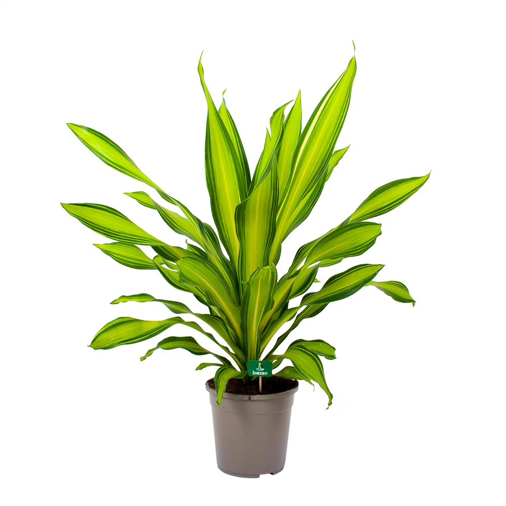 Dracaena Charley - Drakenbloedboom - P24 H95 - Kamerplant 6 Dracaena Charley - Drakenbloedboom - P24 H95 - Kamerplant - Afbeelding 4