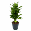 Dracaena Cintho - Vertakt - Drakenbloedboom - P21 H70 - Kamerplant