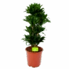 Dracaena Compacta - Vertakt - Drakenbloedboom - P27 H100 - Kamerplant