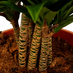 Dracaena Compacta - Vertakt - Drakenbloedboom - P27 H100 - Kamerplant -Pokon Winkel dracaena compacta vertakt drakenbloedboom p27 h100 6 1