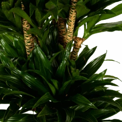 Voorkant -Pokon Winkel dracaena compacta vertakt drakenbloedboom p34 h170 5 1