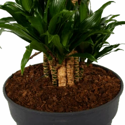 Dracaena Compacta - Vertakt - Drakenbloedboom - P34 H170 - Kamerplant -Pokon Winkel dracaena compacta vertakt drakenbloedboom p34 h170 6 1