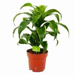 Dracaena Dorado - Drakenbloedboom - P17 H55 - Kamerplant