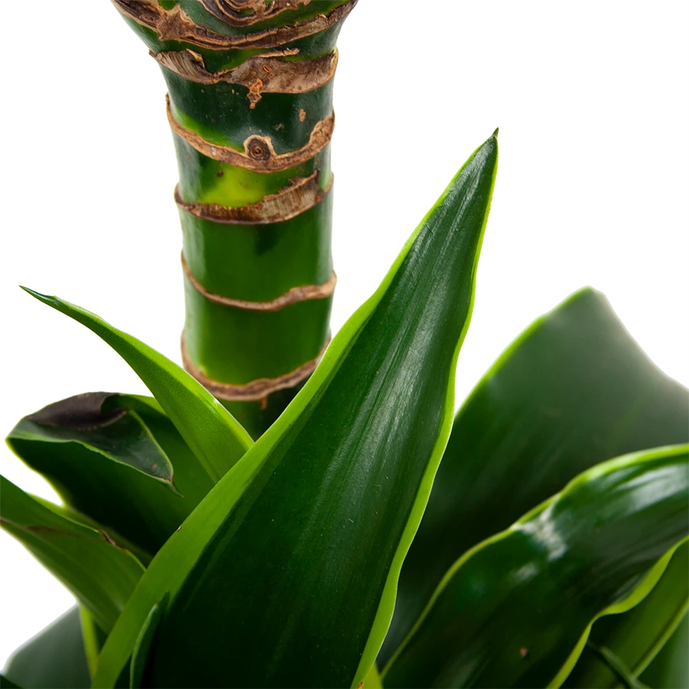 Dracaena Dorado - Op Stam - Drakenbloedboom - P21 H100 - Kamerplant 4 Dracaena Dorado - Op Stam - Drakenbloedboom - P21 H100 - Kamerplant - Afbeelding 2
