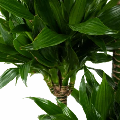 Dracaena Green Jewel - Op Stam - Drakenbloedboom - P28 H140 - Kamerplant -Pokon Winkel dracaena green jewel op stam drakenbloedboom p28 h140 5