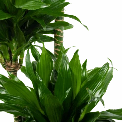 Dracaena Green Jewel - Op Stam - Drakenbloedboom - P28 H140 - Kamerplant -Pokon Winkel dracaena green jewel op stam drakenbloedboom p28 h140 6