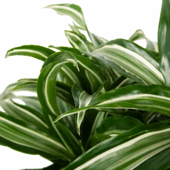 Voorkant -Pokon Winkel dracaena jade jewel op stam drakenbloedboom p24 h100 4